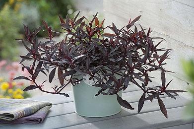 《最后的生还者2》将是下个登陆PC的索尼游戏